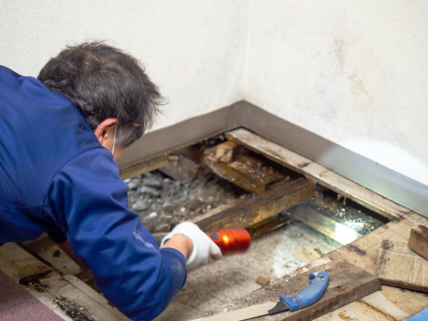 Best Residential Mold Remediation in Kerrville, TX