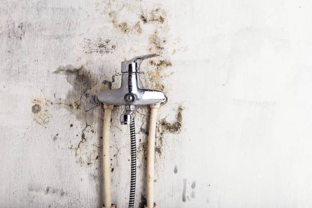 Best Kitchen Mold Remediation in Kerrville, TX
