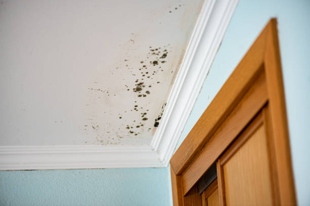 Best Insurance-Related Mold Remediation in Kerrville, TX