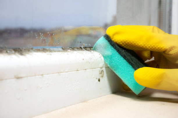 Best DIY Mold Remediation Support Services in Kerrville, TX