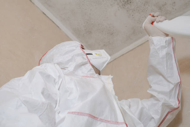 Best Localized Mold Remediation (e.g., coastal areas, humid climates) in Kerrville, TX