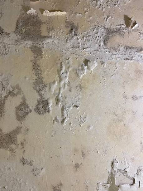 Best Bathroom Mold Remediation in Kerrville, TX
