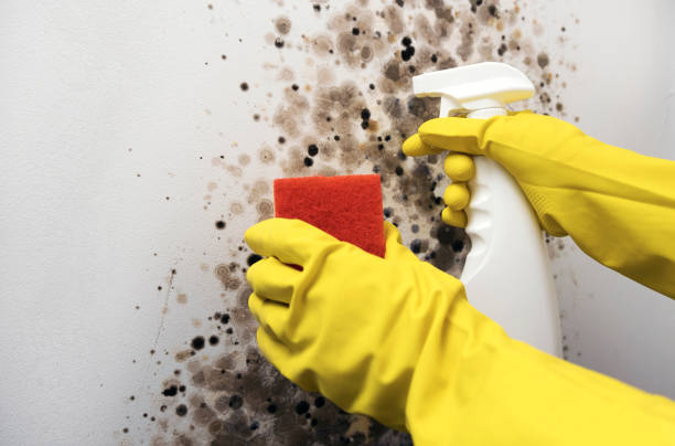 Trusted Kerrville, TX Mold Remediation Experts