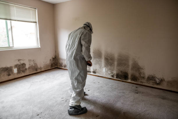 Best Residential Mold Remediation in Kerrville, TX
