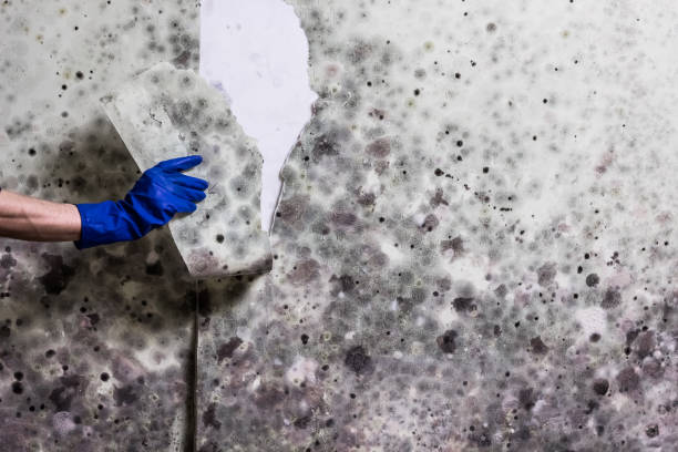 Best Mold Remediation for Schools in Kerrville, TX
