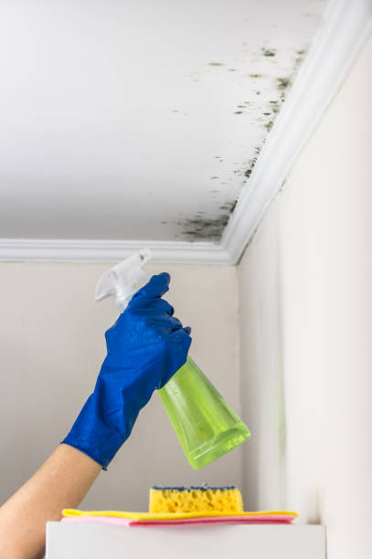 Best Crawl Space Mold Remediation in Kerrville, TX